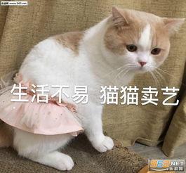 白胖胖表情包图片